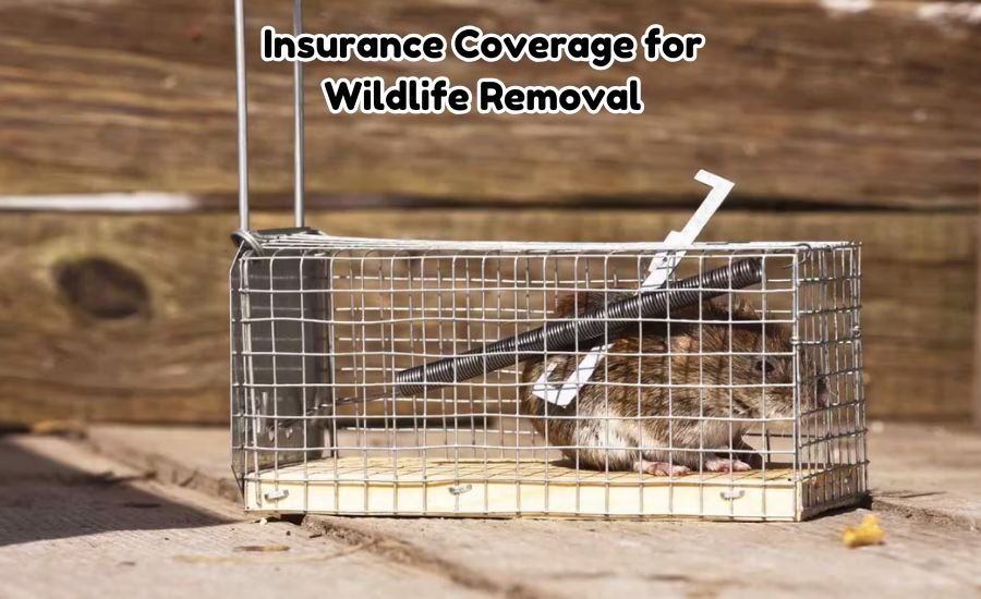 wildlife removal services