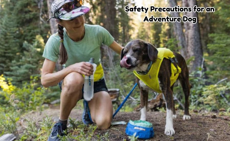 adventure dog