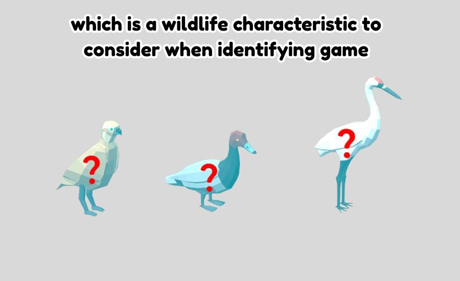which is a wildlife characteristic to consider when identifying game
