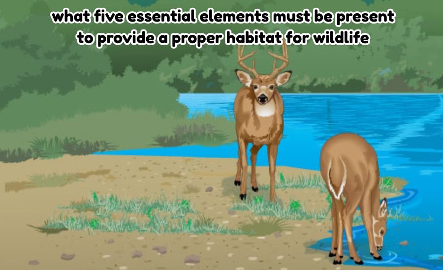 what five essential elements must be present to provide a proper habitat for wildlife