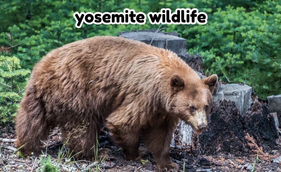 yosemite wildlife