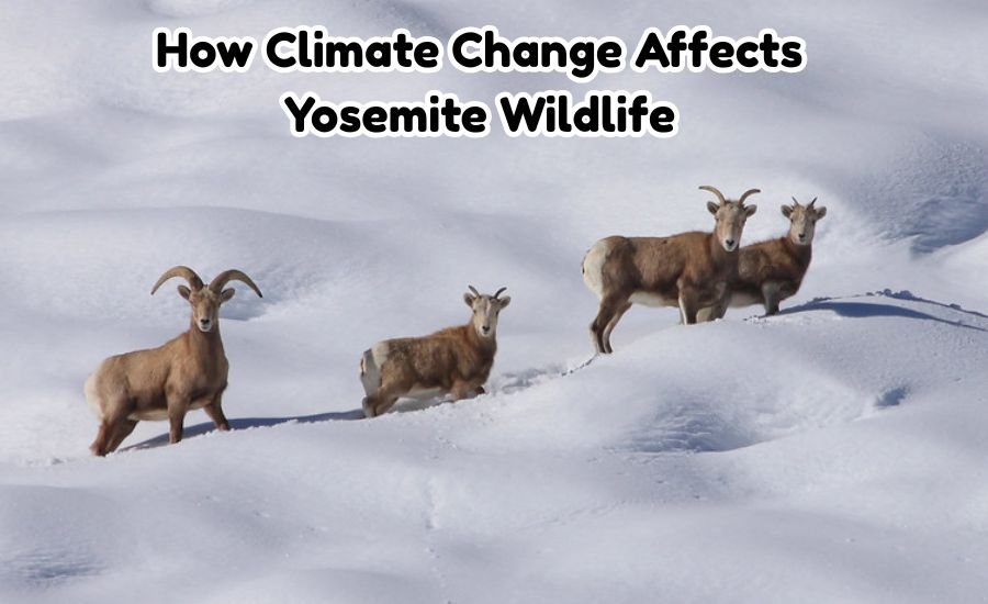 yosemite wildlife