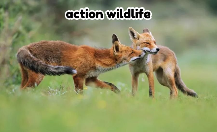 action wildlife