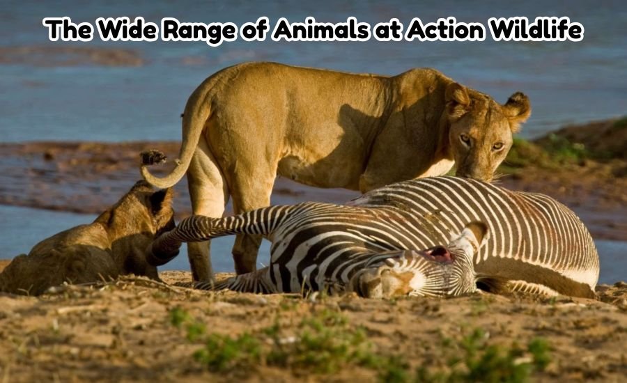 action wildlife